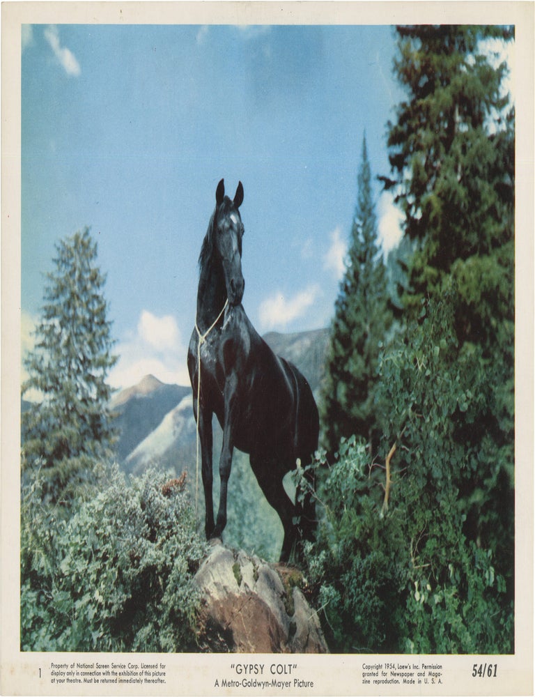 Gypsy Colt