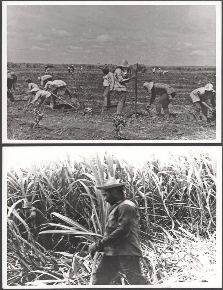 Compañeras and Compañeros