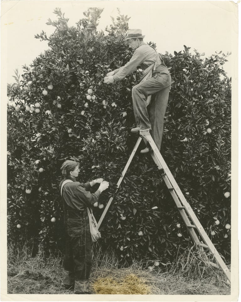 Book #156261] Archive of eight original photographs of Sunkist Growers, Orland, California orange...