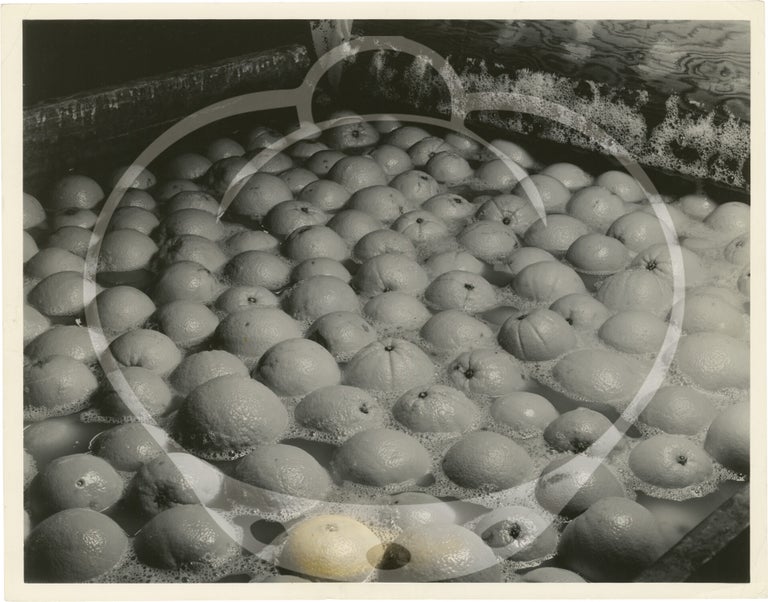 Archive of eight original photographs of Sunkist Growers, Orland, California orange production and processing, circa 1930s