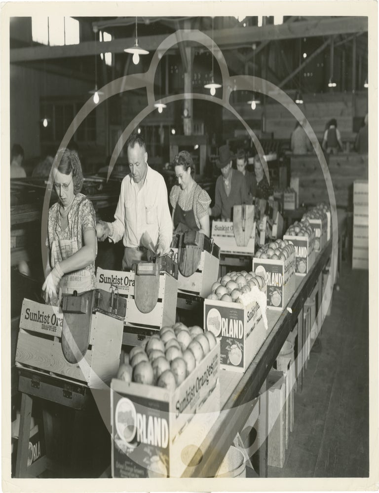 Archive of eight original photographs of Sunkist Growers, Orland, California orange production and processing, circa 1930s
