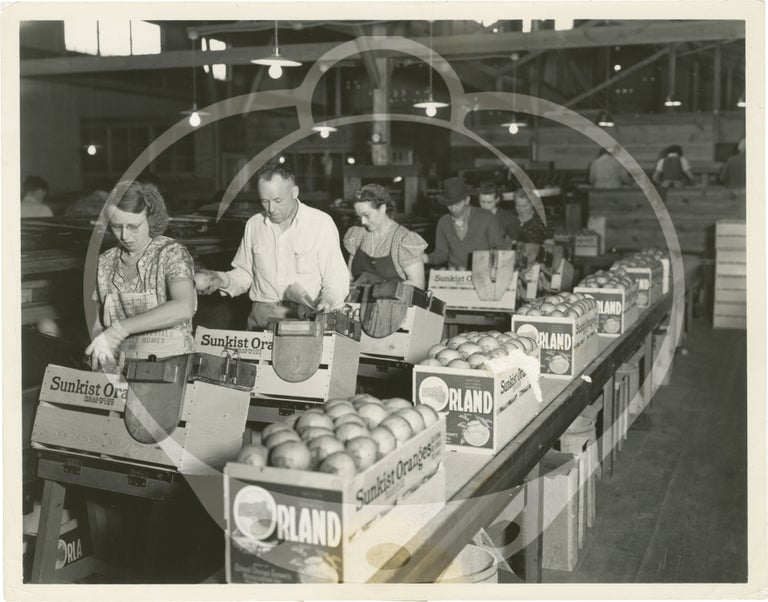 Archive of eight original photographs of Sunkist Growers, Orland, California orange production and processing, circa 1930s