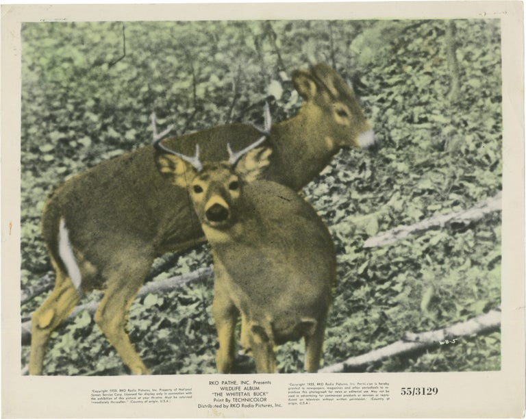 The Whitetail Buck