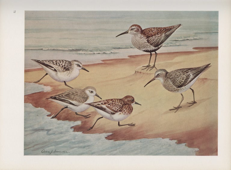 Birds of Wisconsin